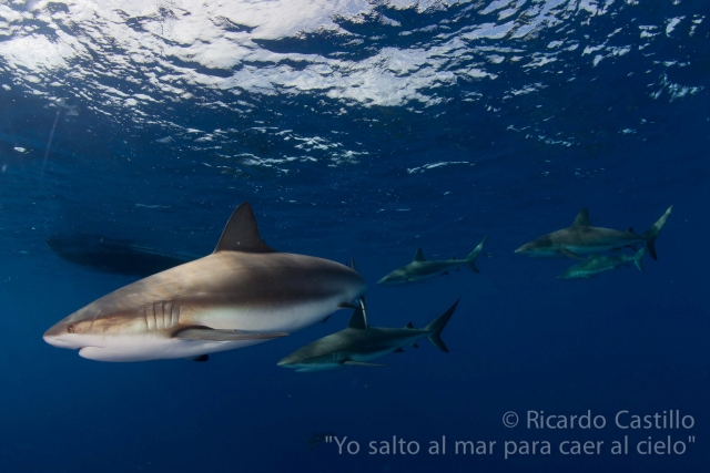 Buceando con  adrenalina